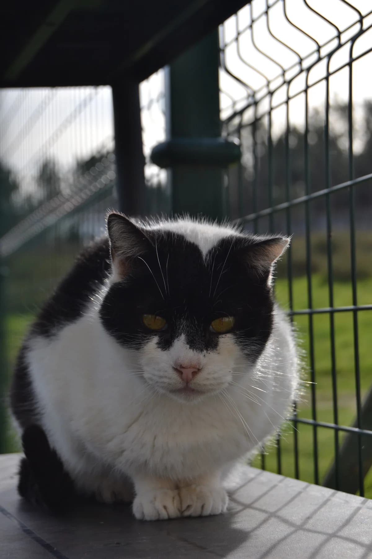 Petra, female Mixed Breed for adoption at Proyecto Gato