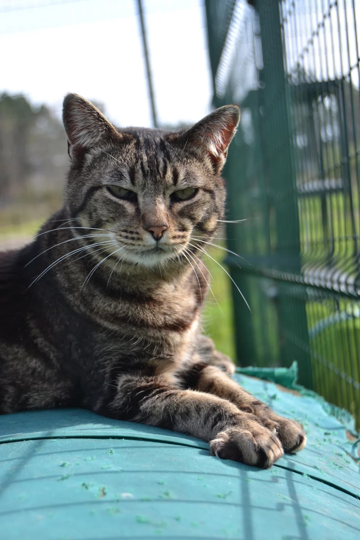 Carlota, female Mixed Breed for adoption at Proyecto Gato