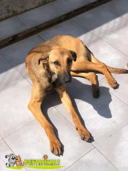 THAiS, puppy Mixed Breed for adoption at Puntanimals