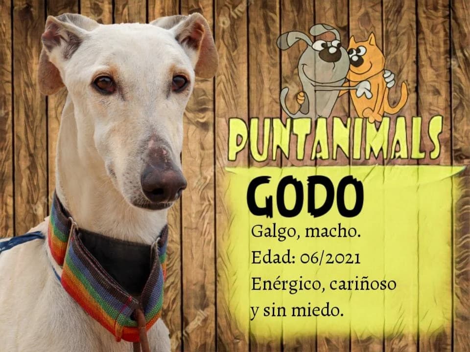 godo, male Mixed Breed for adoption at Puntanimals