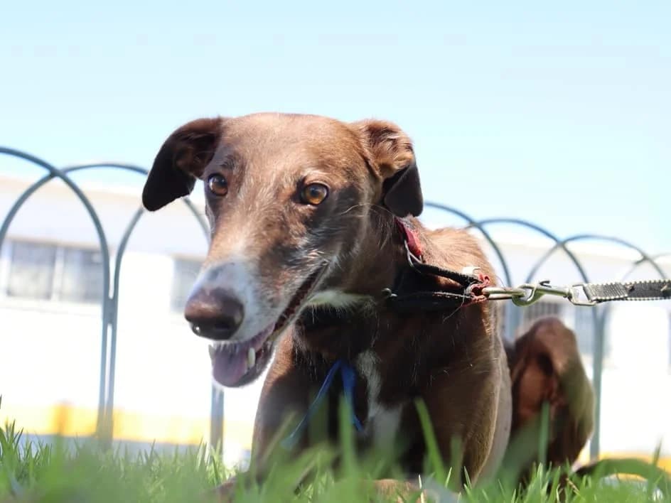PiT, Mixed Breed for adoption at Puntanimals