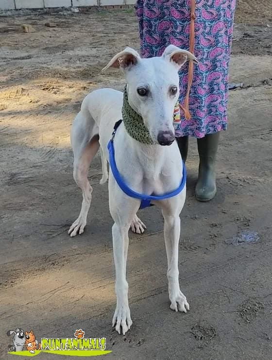SERRANITO, Mixed Breed for adoption at Puntanimals