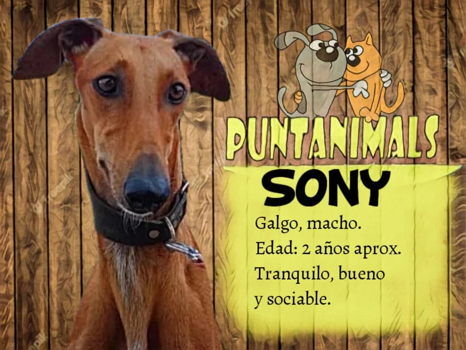 Sony, male young Mixed Breed for adoption at Puntanimals
