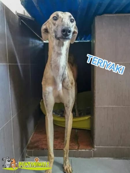 teriyaki, Mixed Breed for adoption at Puntanimals
