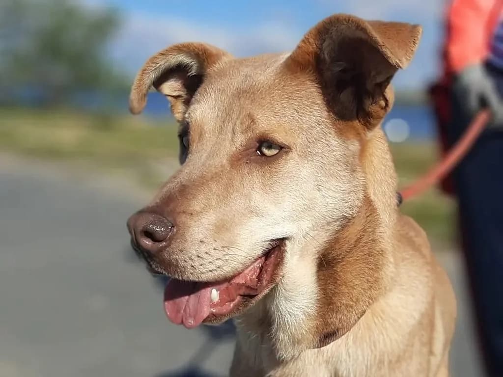 BiMBA, female 5yo Mixed Breed for adoption at Puntanimals