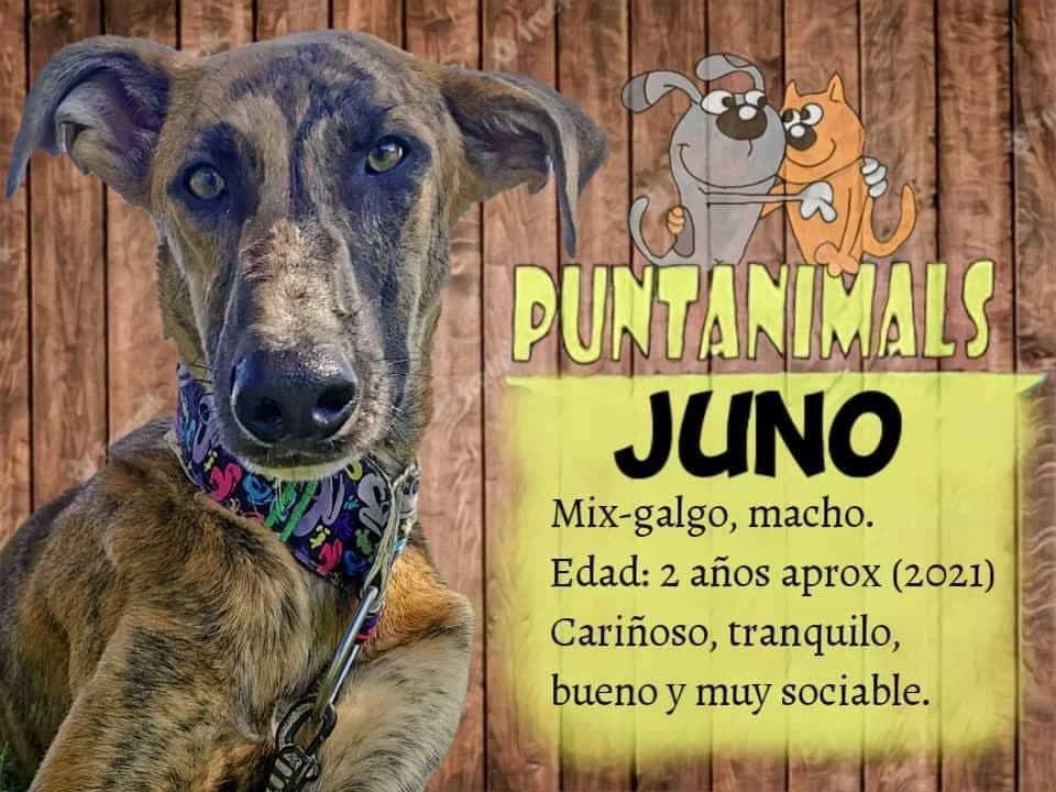 JUNO, male young Mixed Breed for adoption at Puntanimals