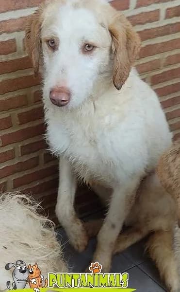 COPiTO, male Mixed Breed for adoption at Puntanimals