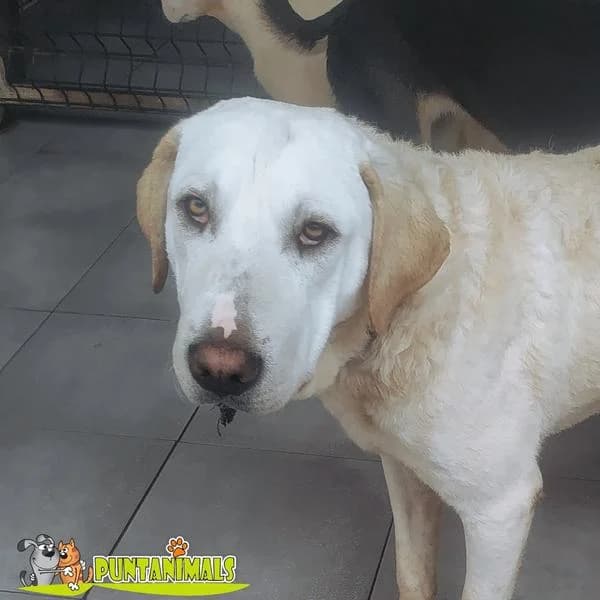 SHCNEE, male Mixed Breed for adoption at Puntanimals