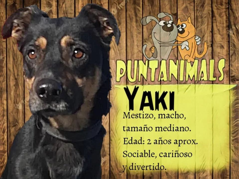 YAKi, male young Mixed Breed for adoption at Puntanimals