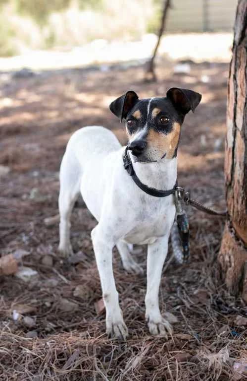 CAiPiRiÑA, Mixed Breed for adoption at Puntanimals