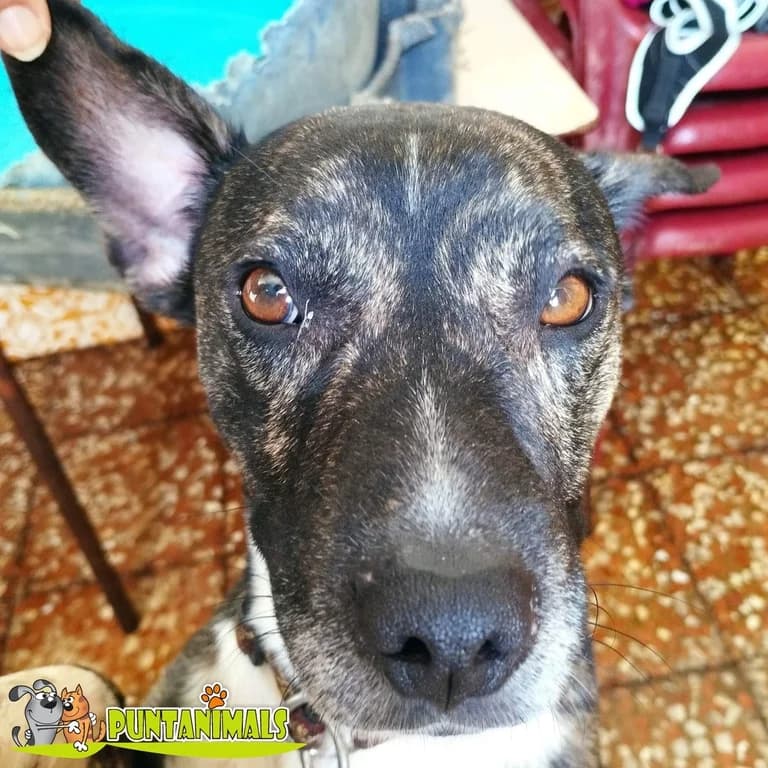 iKON, Mixed Breed for adoption at Puntanimals