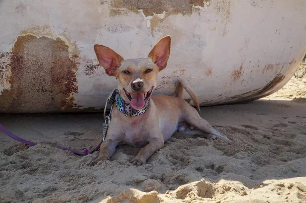 ROLLER, male Mixed Breed for adoption at Puntanimals