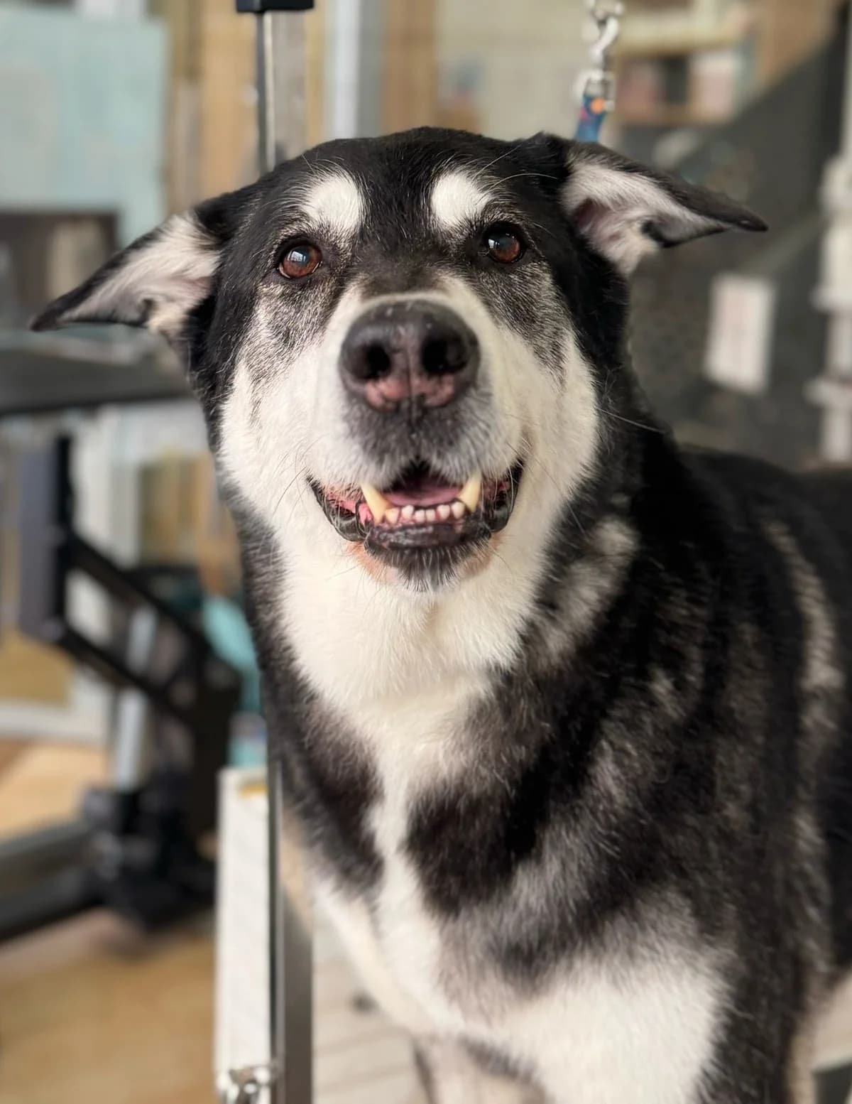 Alfa, male 6yo Husky for adoption at APA Puppy Bilbao, Bilbao