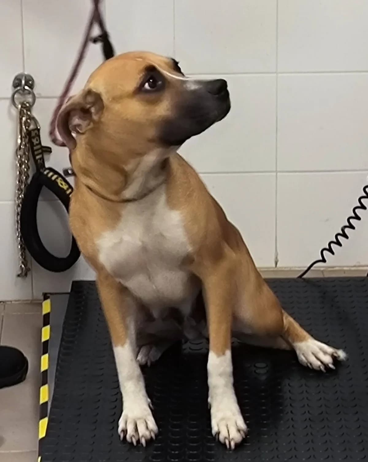 Ana, female young Mixed Breed for adoption at APA Puppy Bilbao, Bilbao