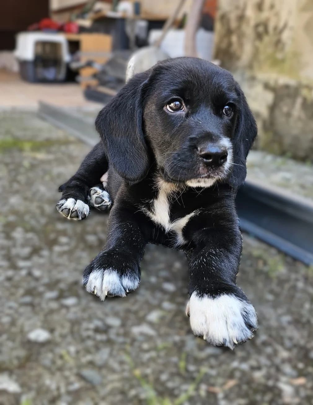 Elkar, male puppy mixed breed for adoption at APA Puppy Bilbao, Bilbao