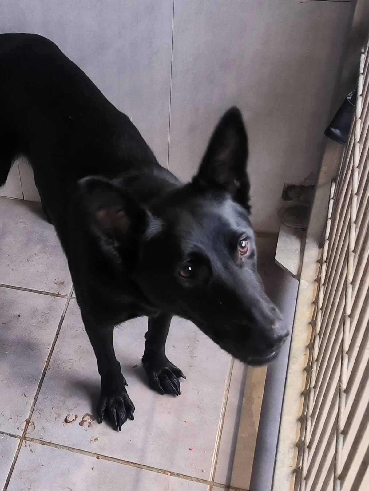 Fita, female puppy Belgian Malinois for adoption at APA Puppy Bilbao, Bilbao