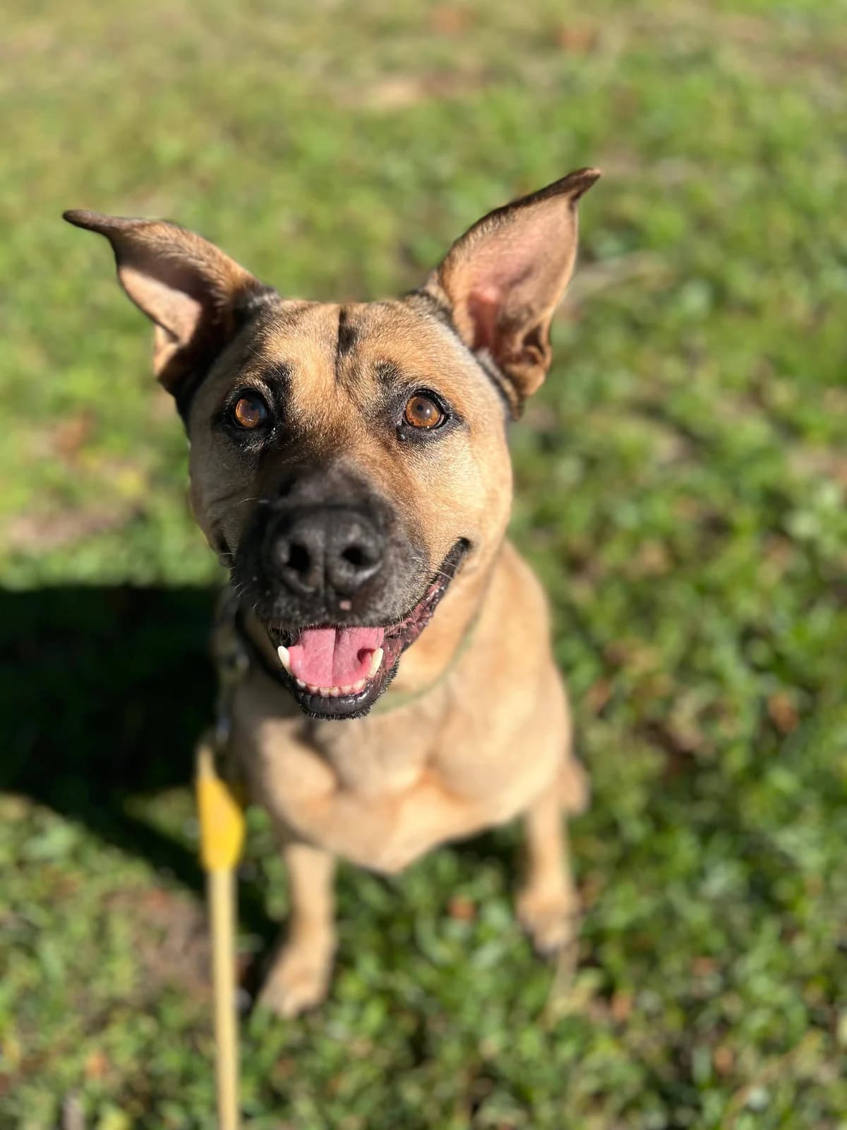 Keña, female 4yo Mixed Breed for adoption at APA Puppy Bilbao, Bilbao