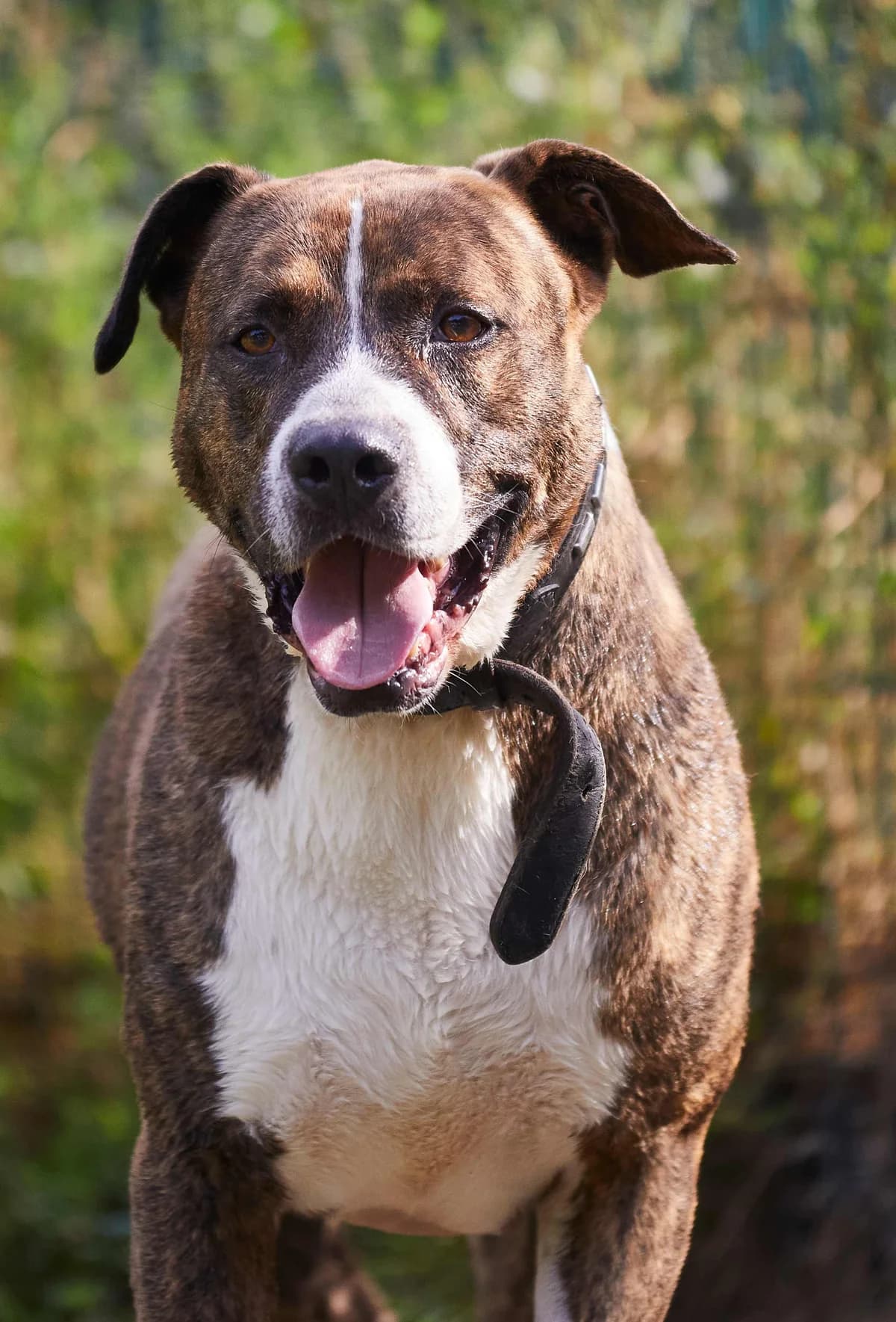 Kimbo, male Mixed Breed for adoption at APA Puppy Bilbao