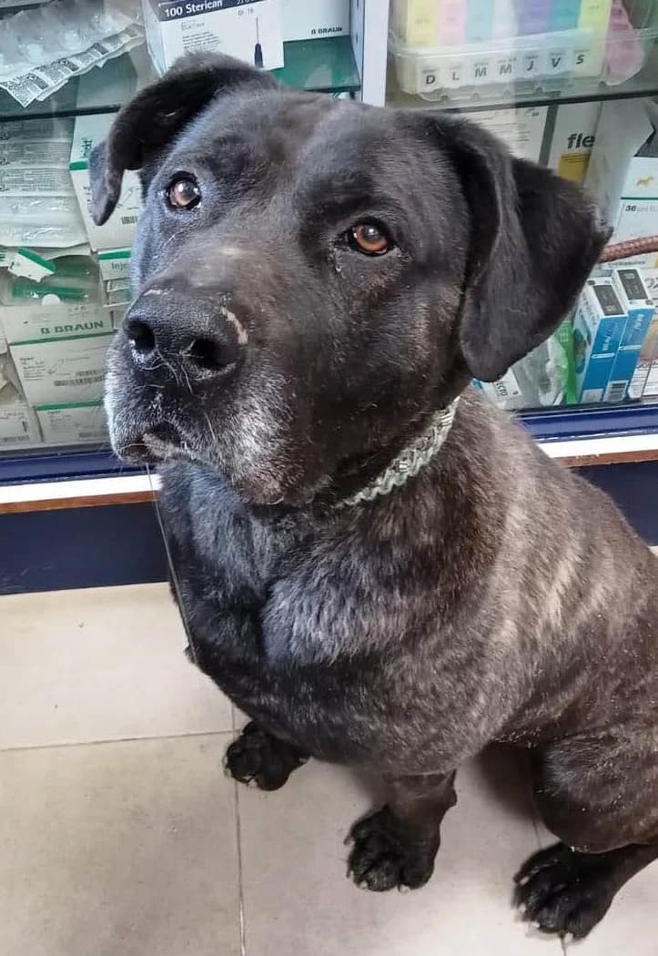 Thor, male 7yo Mixed Breed for adoption at APA Puppy Bilbao, Bilbao