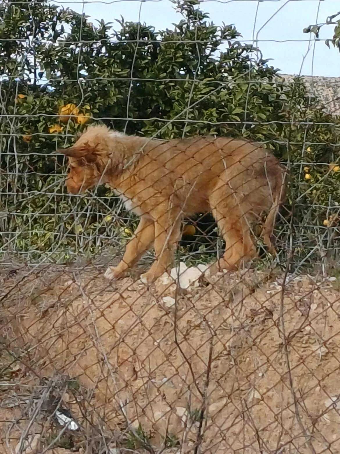 Two Girls from Alfoquia, TBC mixed breed for adoption at Puppy Rescue in Spain, Almería