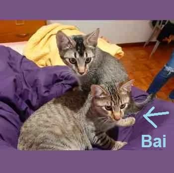 Bai, male 4yo Mixed Breed for adoption at Protectora Redención