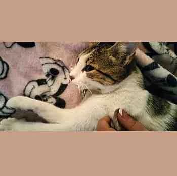 Dafne, female 4yo Mixed Breed for adoption at Protectora Redención
