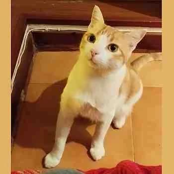 Dorito, male 7yo Mixed Breed for adoption at Protectora Redención