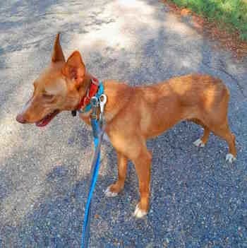 Maki, female 3yo Mixed Breed for adoption at Protectora Redención