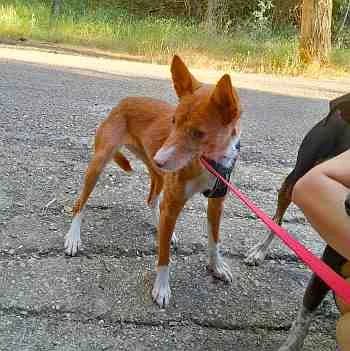 Chuche- calcularEdad('2018-12-15'), female Mixed Breed for adoption at Redención Soria, Soria