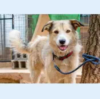 Sky, male Mixed Breed for adoption at Redención Soria, Soria