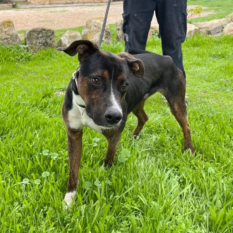 Bairon, male mixed breed for adoption at El Refugi dels Peluts (Lleida)