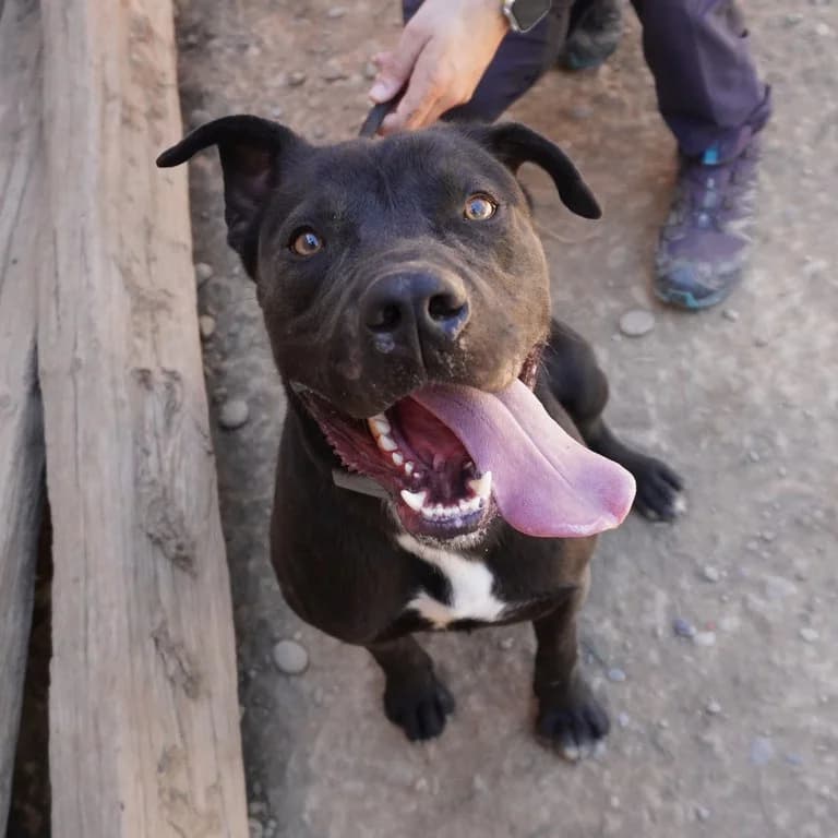Balrog, male American Staffordshire Terrier for adoption at El Refugi dels Peluts (Lleida)