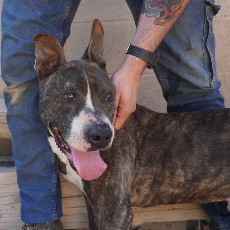 Diablo, male American Staffordshire Terrier for adoption at El Refugi dels Peluts (Lleida)