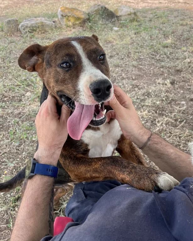 Estrella, female American Staffordshire Terrier for adoption at El Refugi dels Peluts (Lleida)