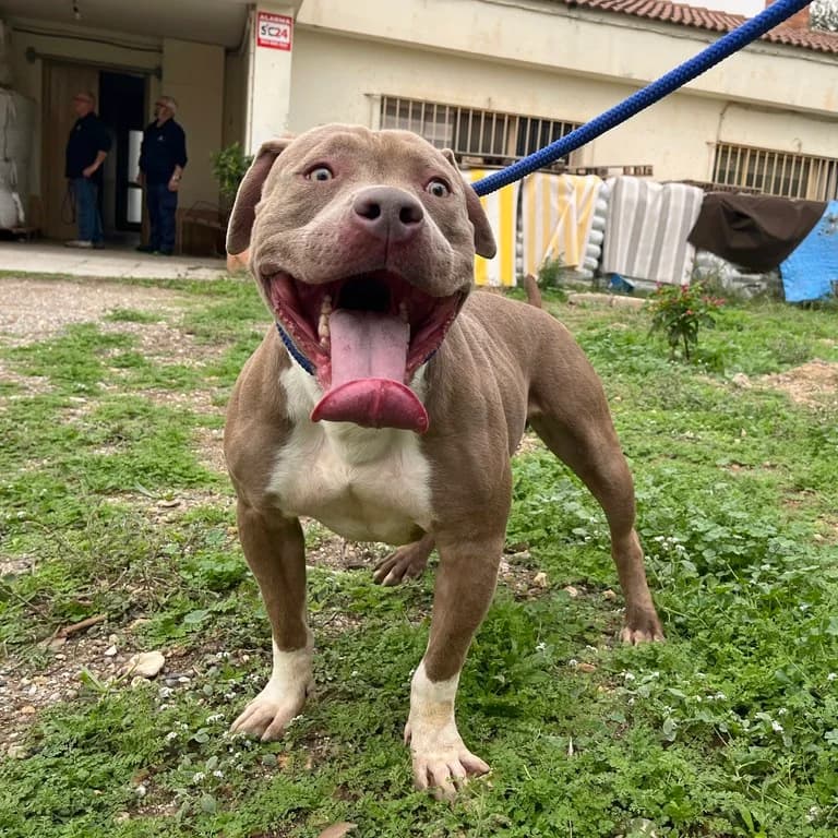 Forest, male American Staffordshire Terrier for adoption at El Refugi dels Peluts (Lleida)