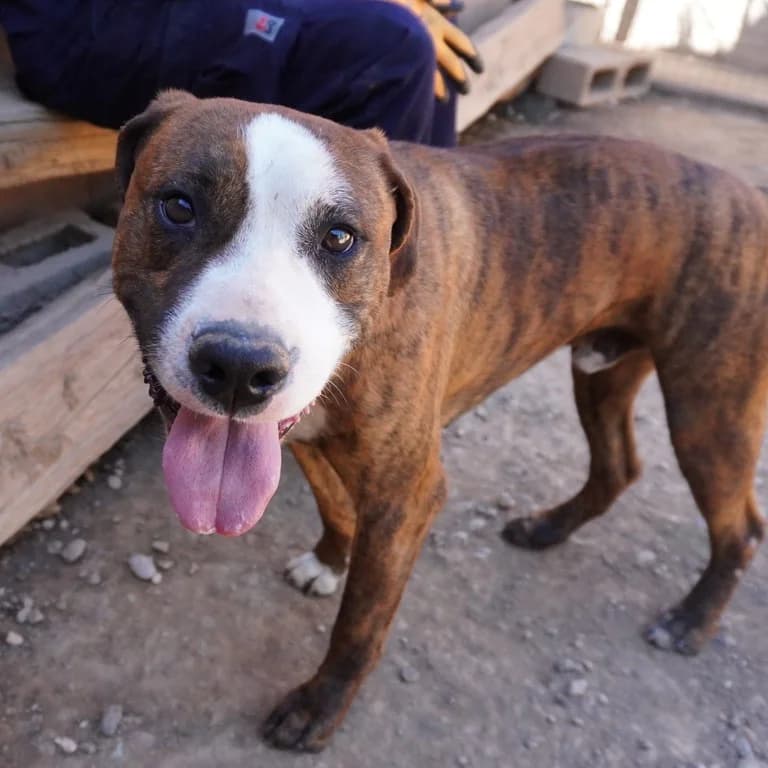 Jaumet, male American Staffordshire Terrier for adoption at El Refugi dels Peluts (Lleida)