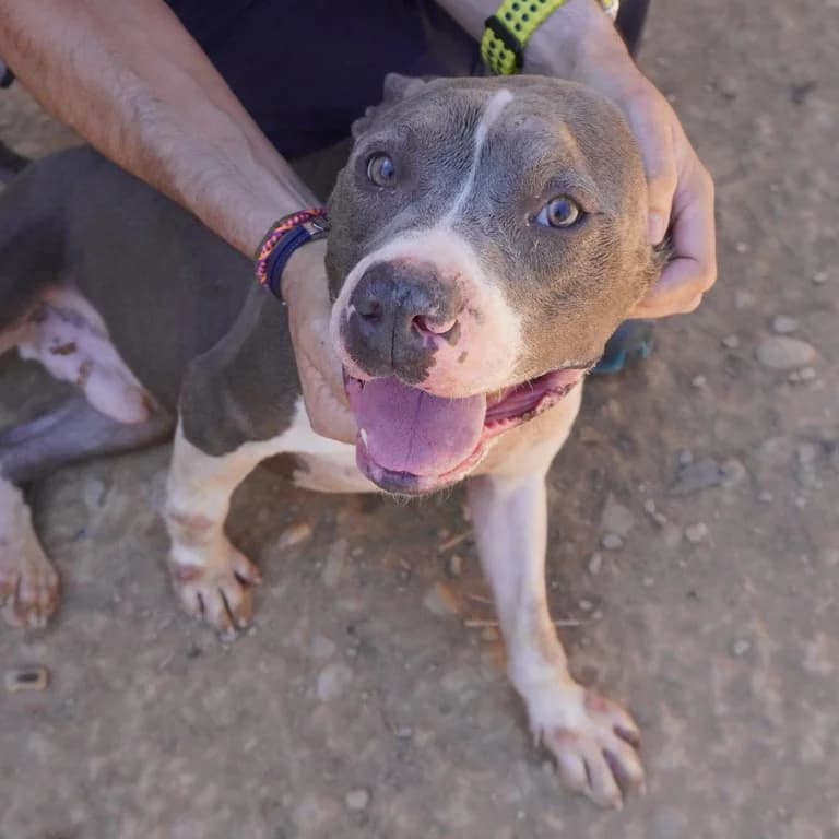 Luigi, male Pit Bull Terrier for adoption at El Refugi dels Peluts (Lleida)