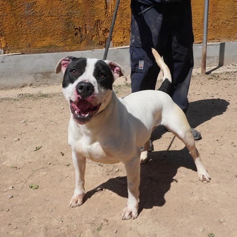 Pirata, male American Staffordshire Terrier for adoption at El Refugi dels Peluts (Lleida)