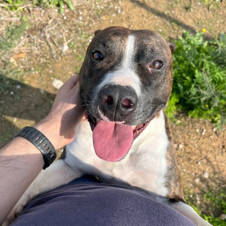 TintΓn, male American Staffordshire Terrier for adoption at El Refugi dels Peluts (Lleida)