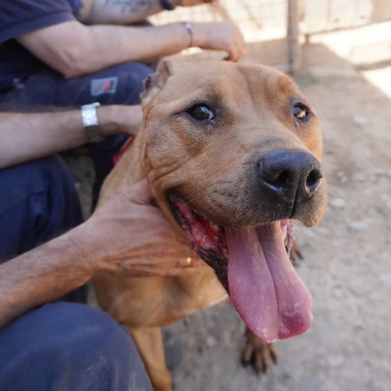 Tyson, male American Staffordshire Terrier for adoption at El Refugi dels Peluts (Lleida)