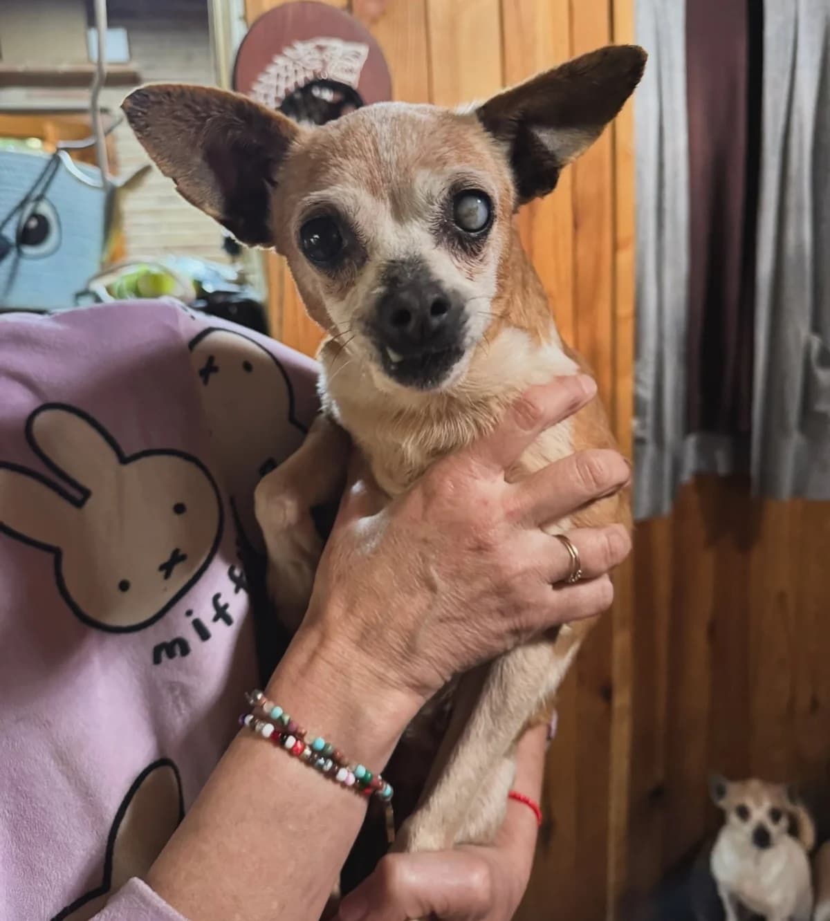 Blue, female Mixed Breed for adoption at El Refugio de Lluna