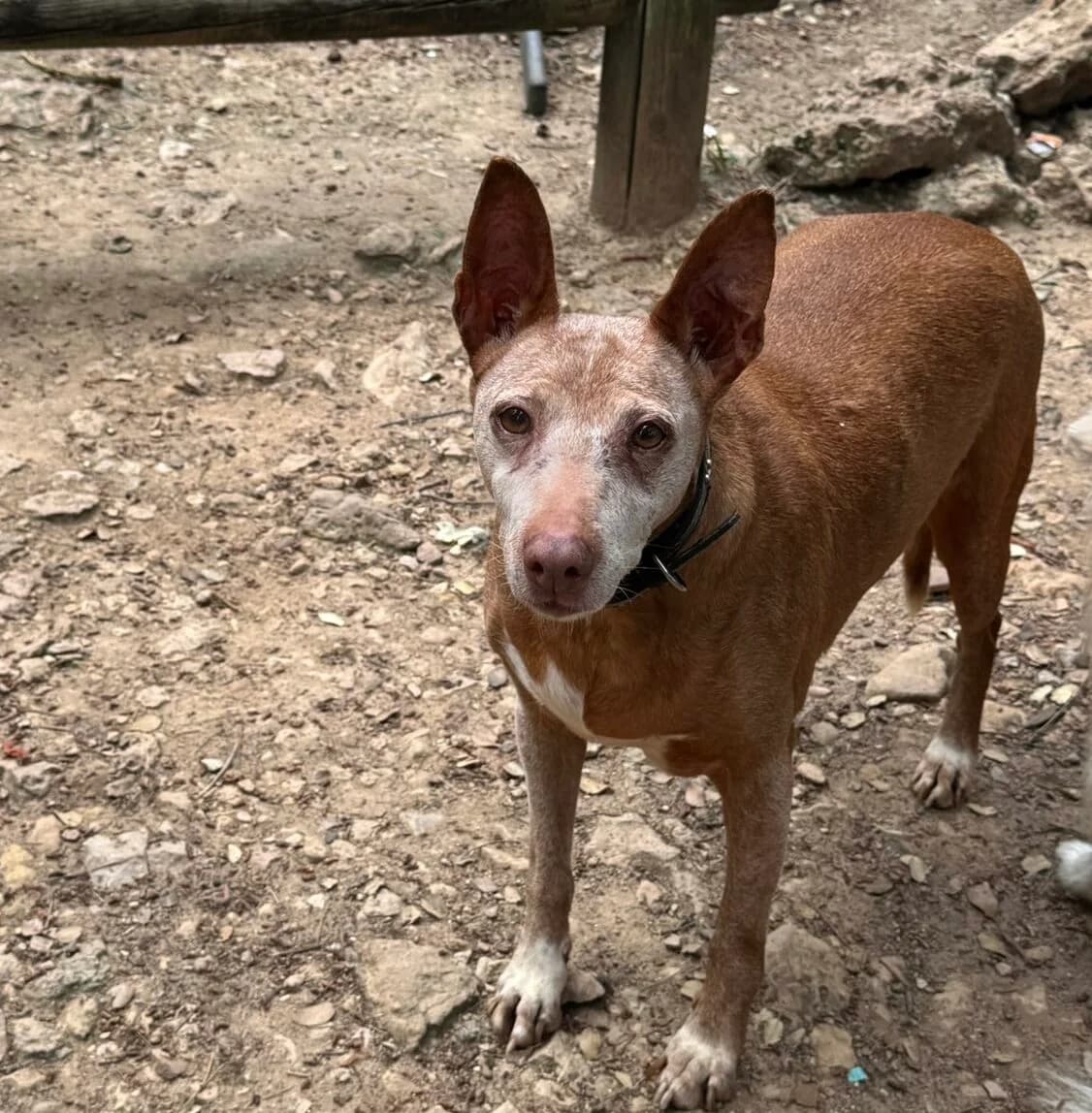 Chispa, female senior Mixed Breed for adoption at El Refugio de Lluna
