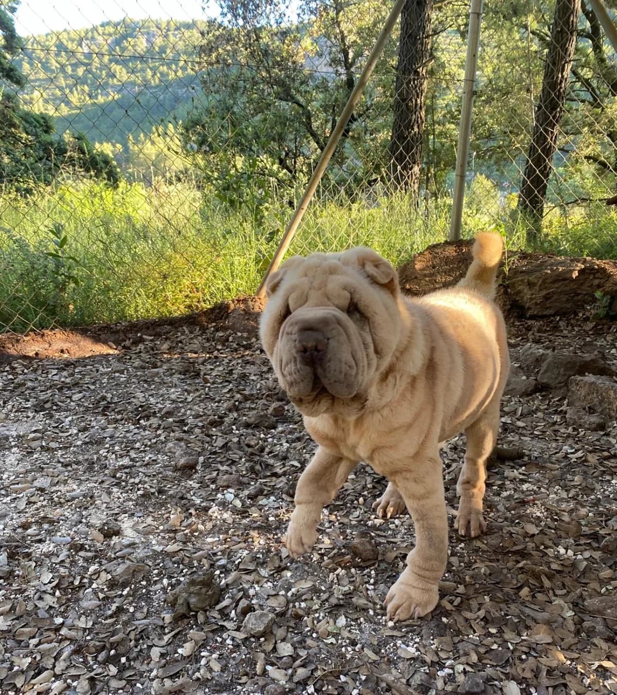 Peluche, male Mixed Breed for adoption at El Refugio de Lluna