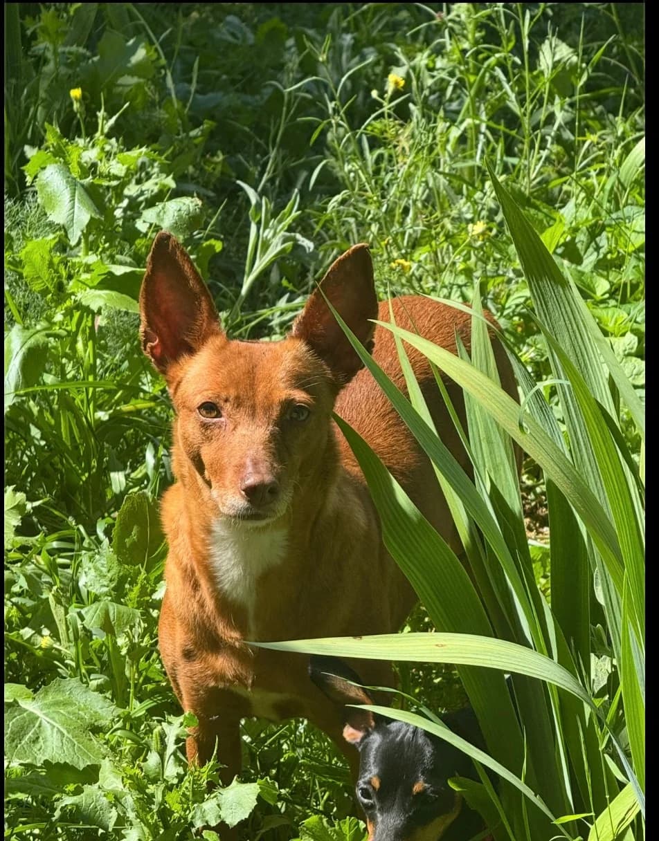 Preciosa, female 7yo Mixed Breed for adoption at El Refugio de Lluna