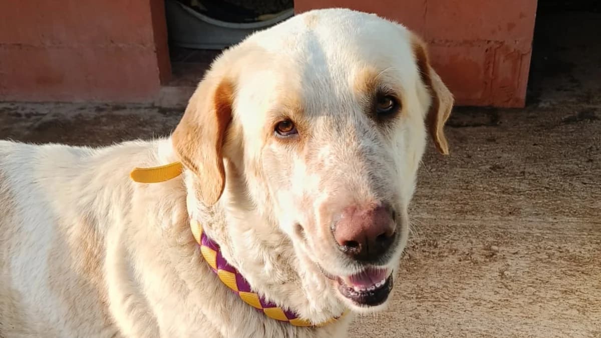 Bruno, male young Spanish Mastiff for adoption at El Refugio Escuela Marlene, Seville