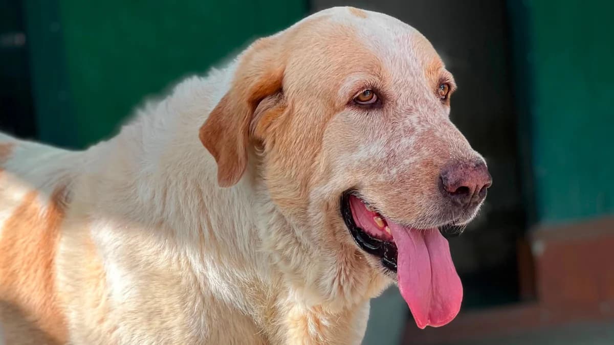 Bruno, male young Spanish Mastiff for adoption at El Refugio Escuela Marlene, Seville