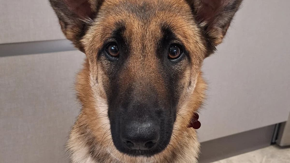 Chica, male young Belgian Malinois for adoption at El Refugio Escuela Marlene, Seville