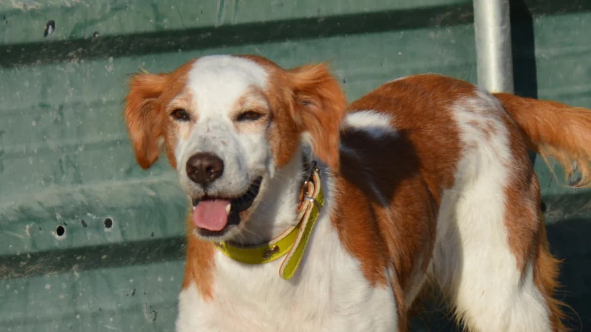 Chispa, female senior Mixed Breed for adoption at El Refugio Escuela Marlene, Seville
