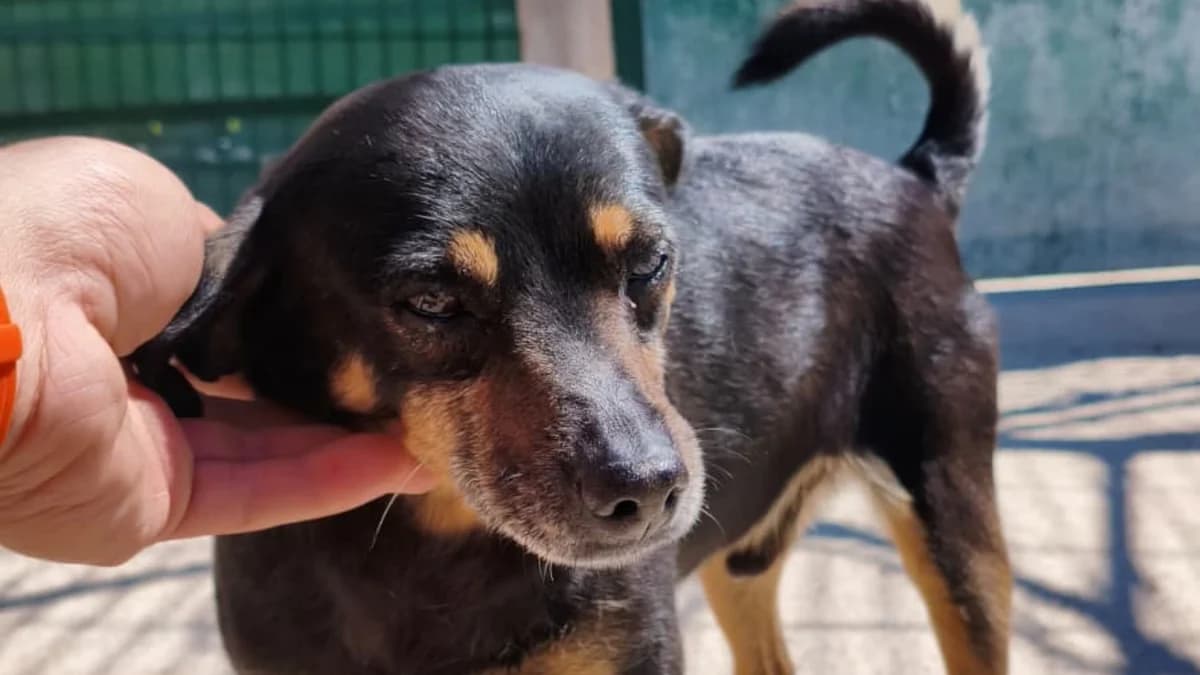 JACK, male Mixed Breed for adoption at El Refugio Escuela MARLENE, Seville