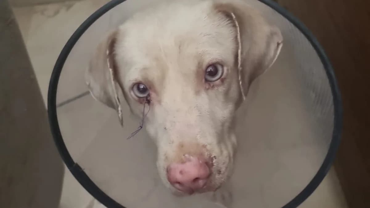 NONO, male Mixed Breed for adoption at El Refugio Escuela MARLENE, Seville